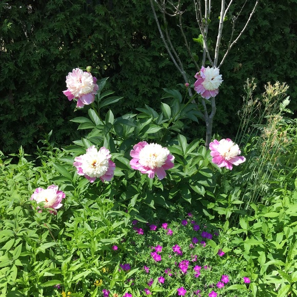 Meet your Posher, N - Picture 1 of 1